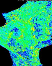 Imagen secundaria 2 - El ambientólogo e investigador de la UMA Álvaro Cortés. Ejemplar de pinsapo en la Sierra de las Nieves (Yunquera). Imagen obtenida por tecnología LIDAR, en la que se ven los árboles en colores más cálidos y el suelo en colores más fríos