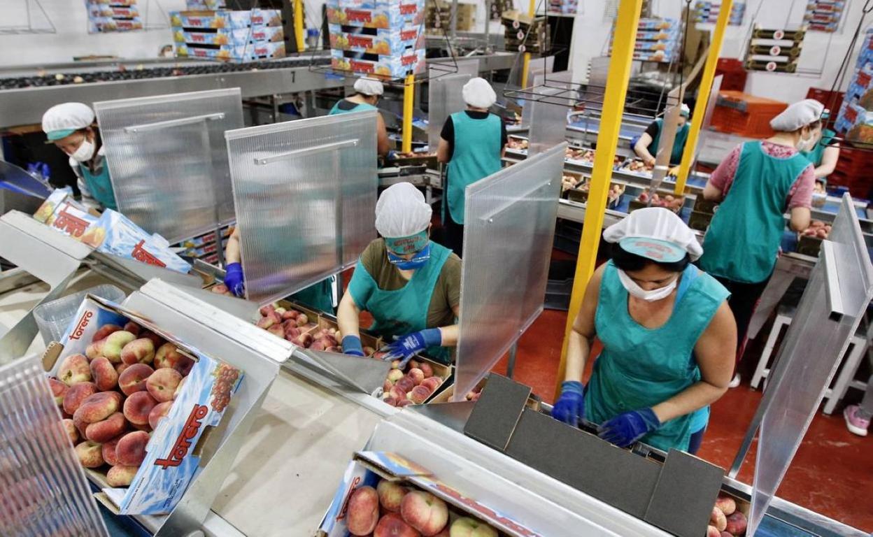 Varias trabajadoras en una fábrica de comercialización de frutas. 