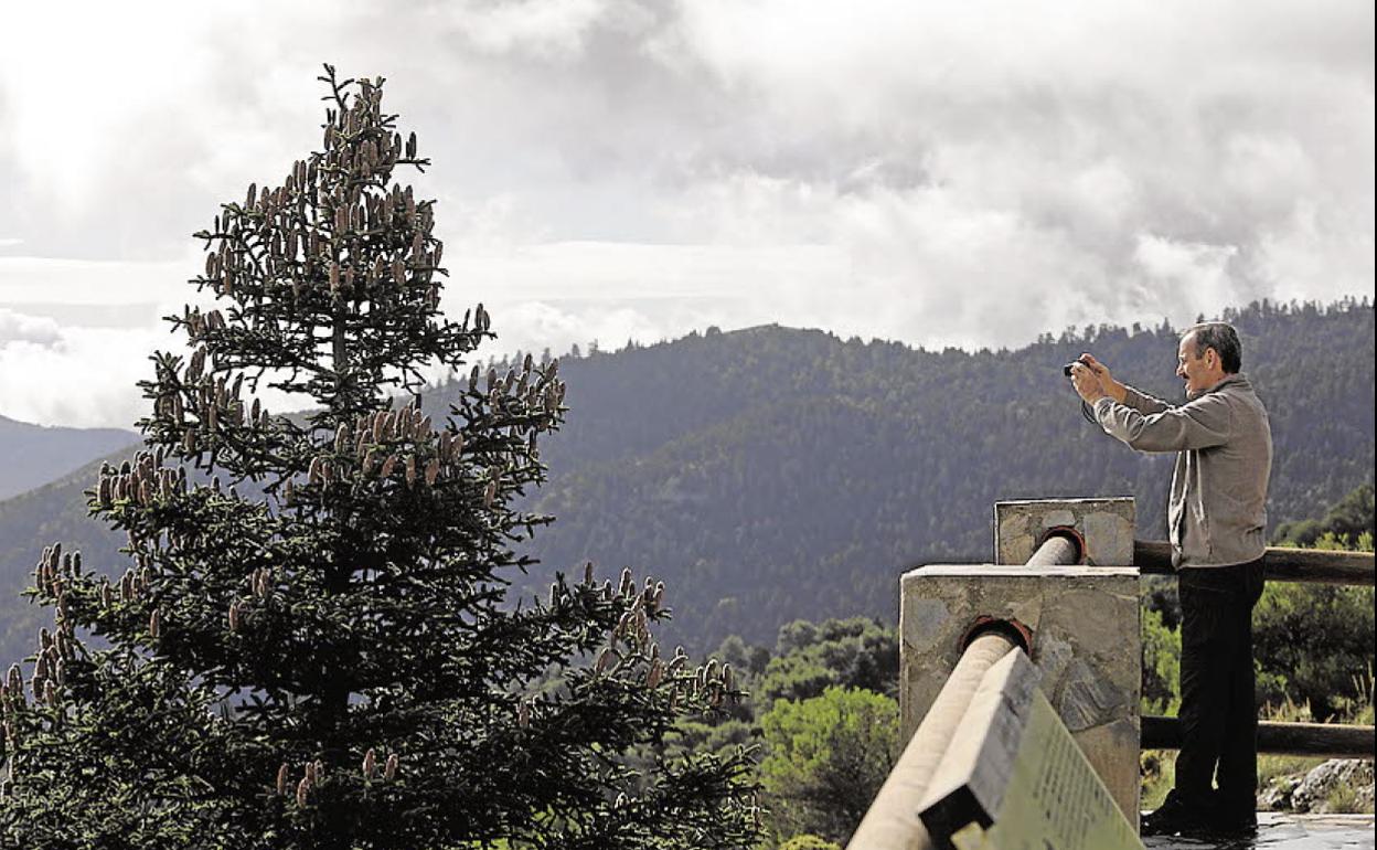 Mirador de la Sierra de las Nieves, con un pinsapo en primer término. 