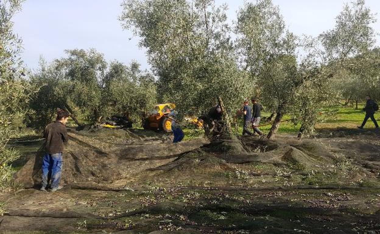 Agricultores, en la recogida de la aceituna. 