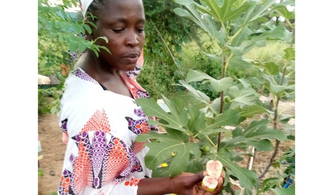 Huerta coína en Senegal.SUR