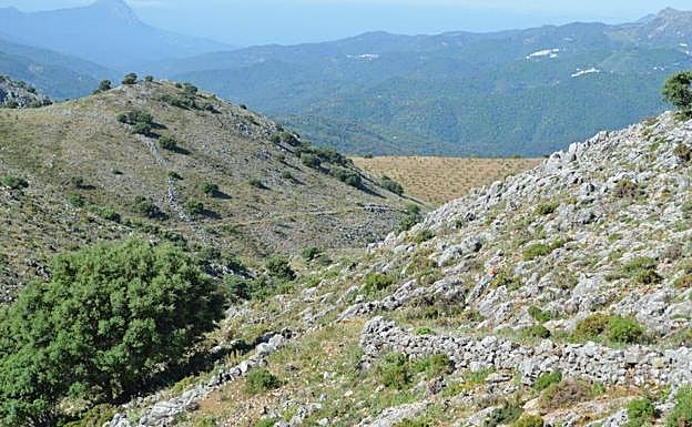 Esta barrera de piedras aún se conserva parcialmente en la zona conocida como Puente las Albarradas.