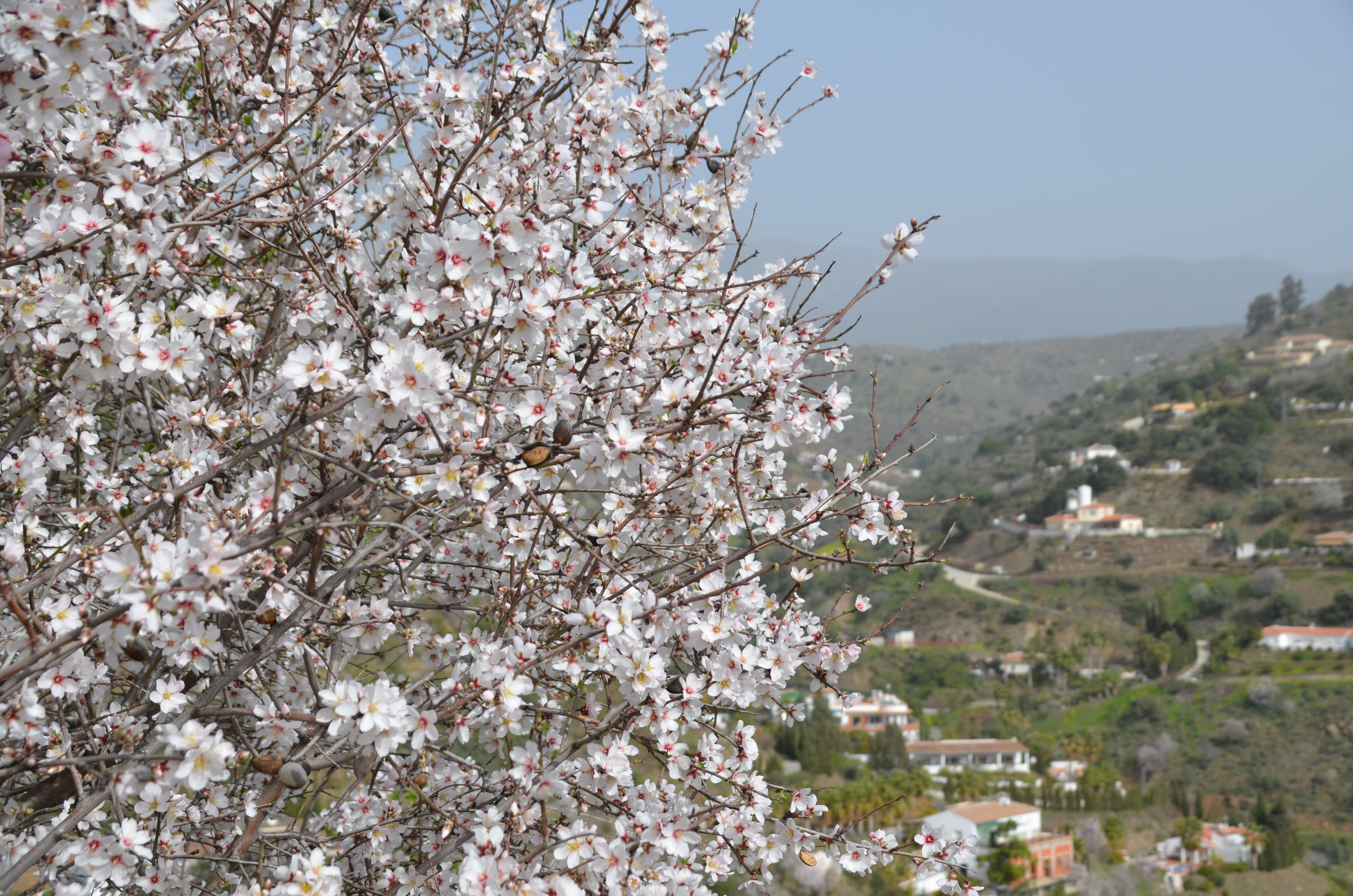 Una flor más temprana cada año por el cambio climático