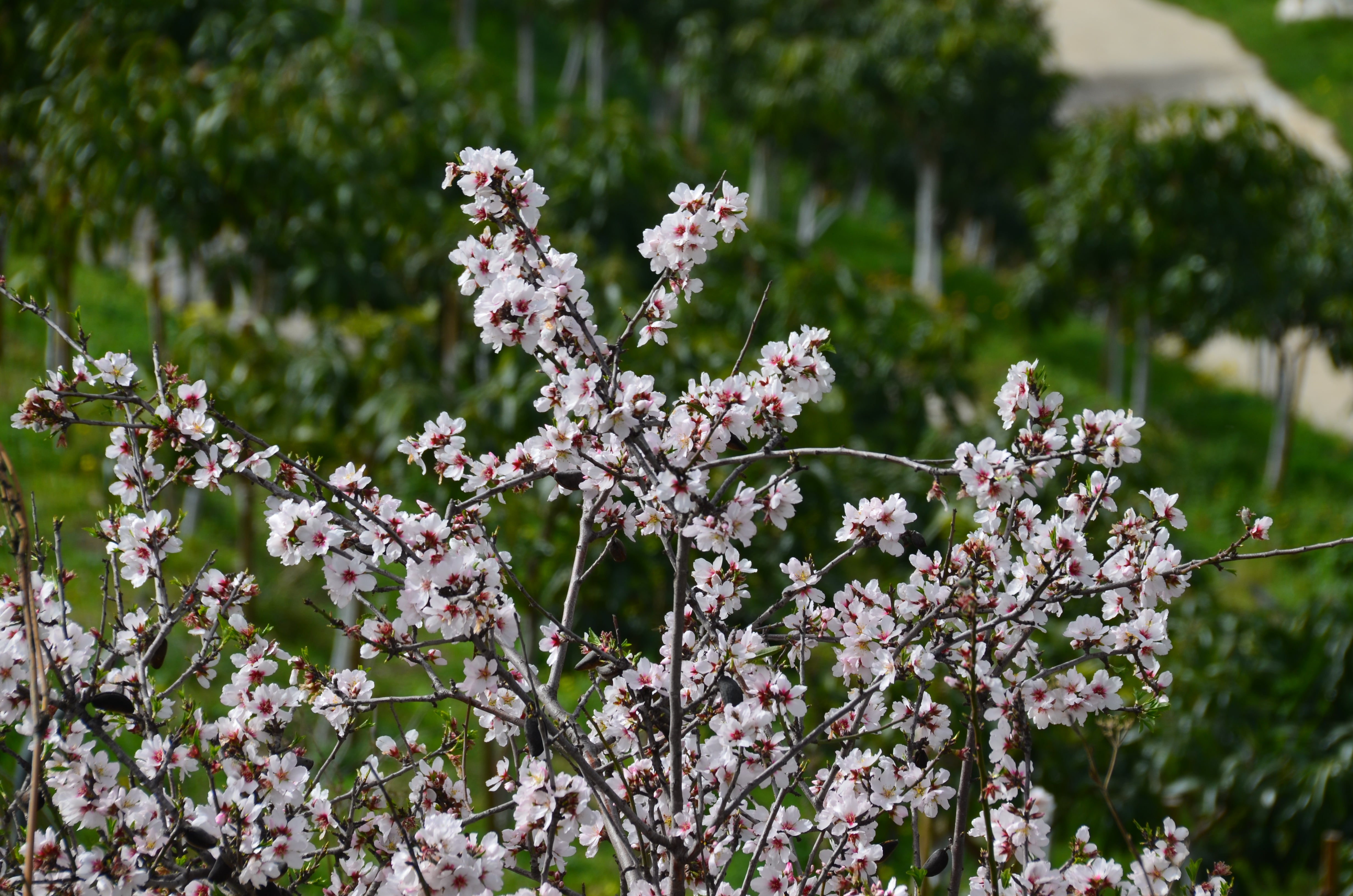 Una flor más temprana cada año por el cambio climático