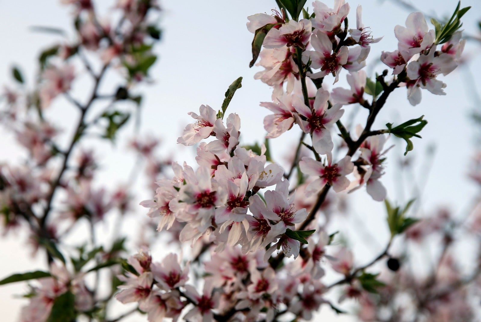 El azahar, una flor más temprana cada año por el cambio climático