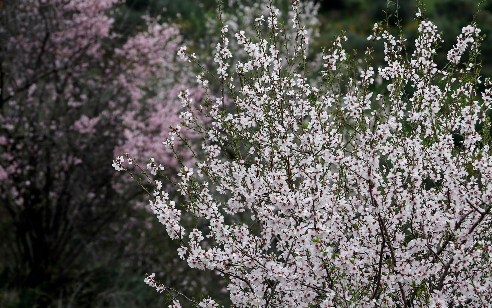 Una flor más temprana cada año por el cambio climático