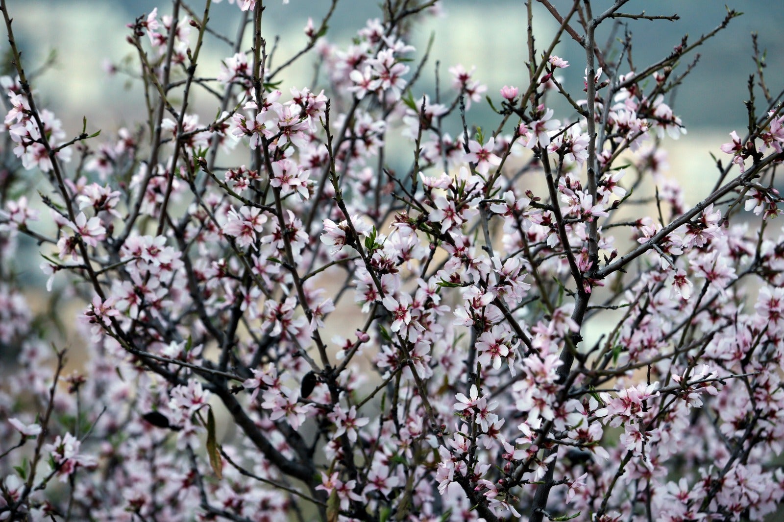 Una flor más temprana cada año por el cambio climático