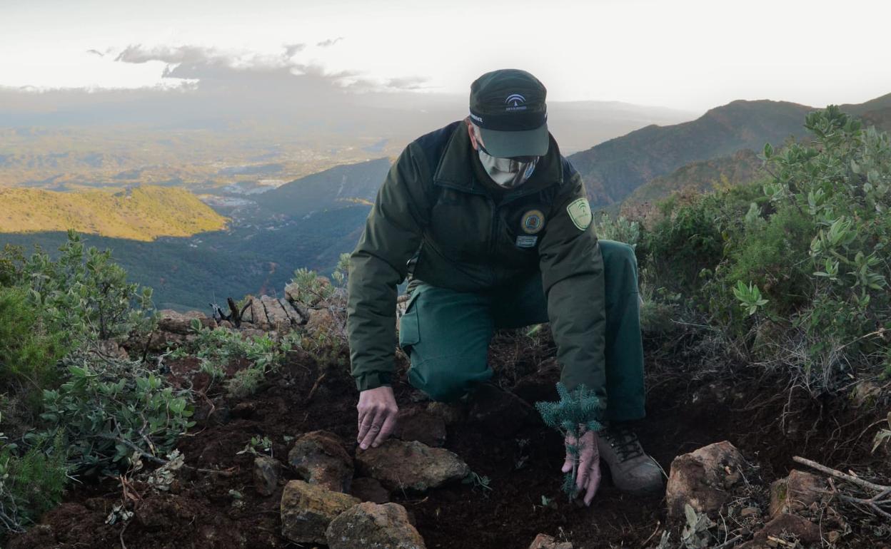 El Agente de Medio Ambiente José Romero supervisa los trabajos de repoblación de la Sierra Negra. 