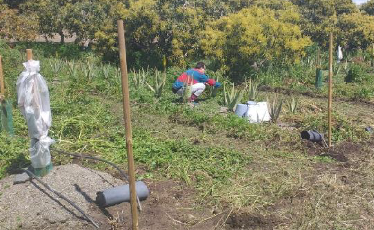 Imagen de una de las fincas visitas en Vélez-Málaga. 