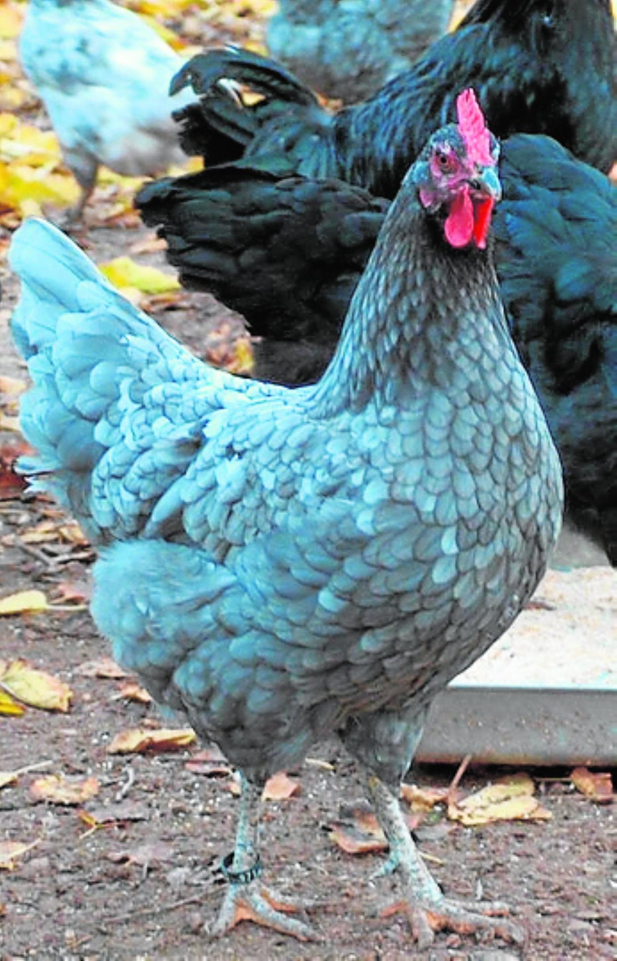 La gallina extremeña azul es reconocida oficialmente como raza autóctona