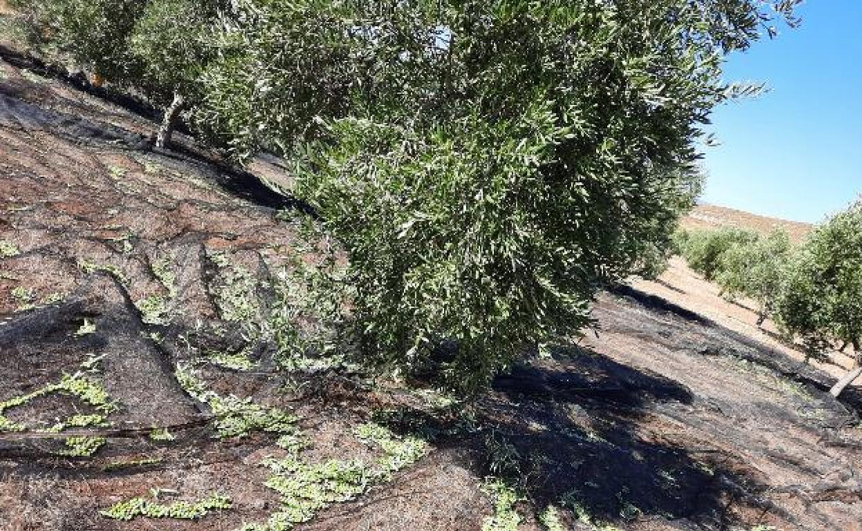 Una finca de olivar en la provincia. 