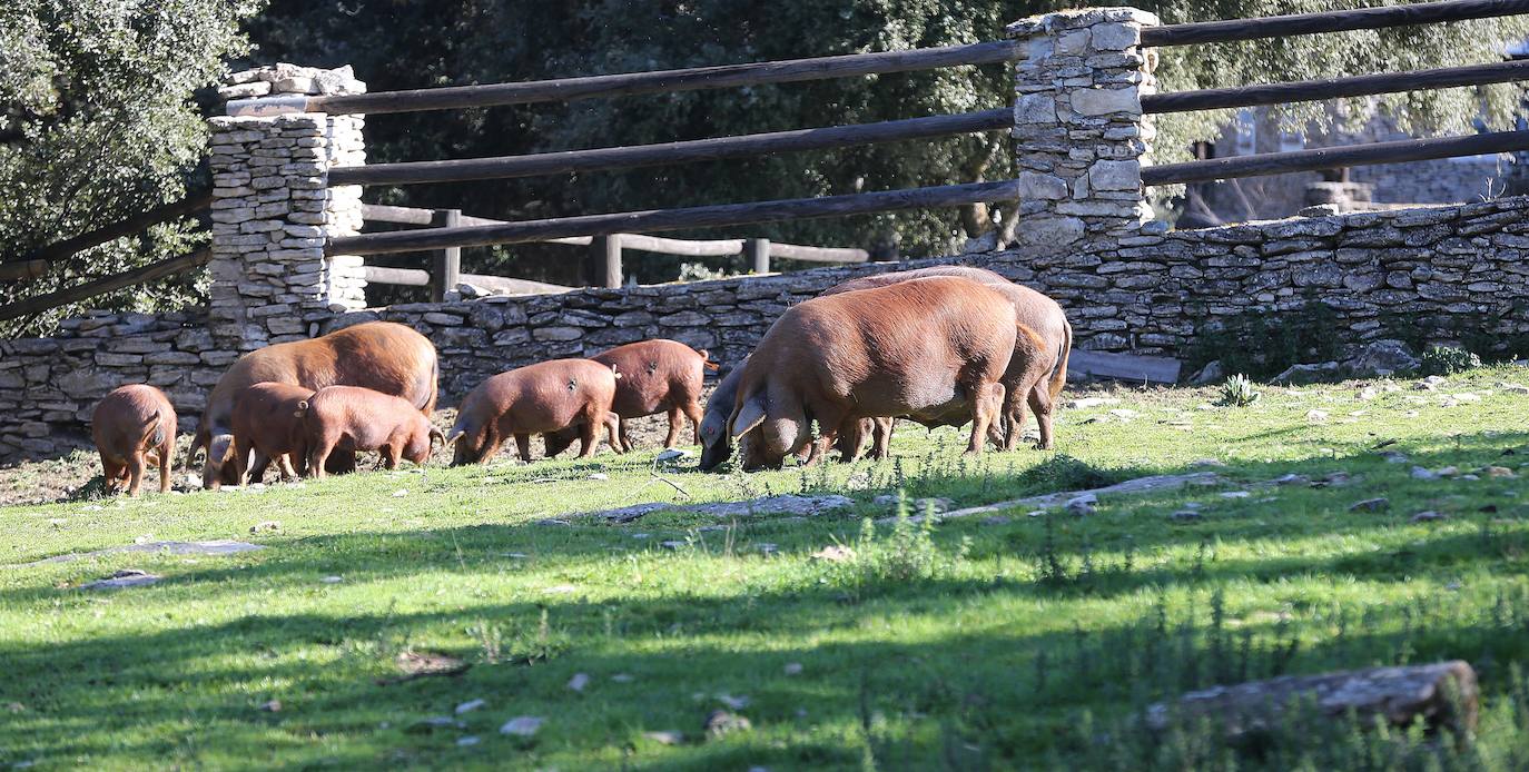 Recuperan y comercializan en Ronda una estirpe de cerdo que está oficialmente extinguido. 