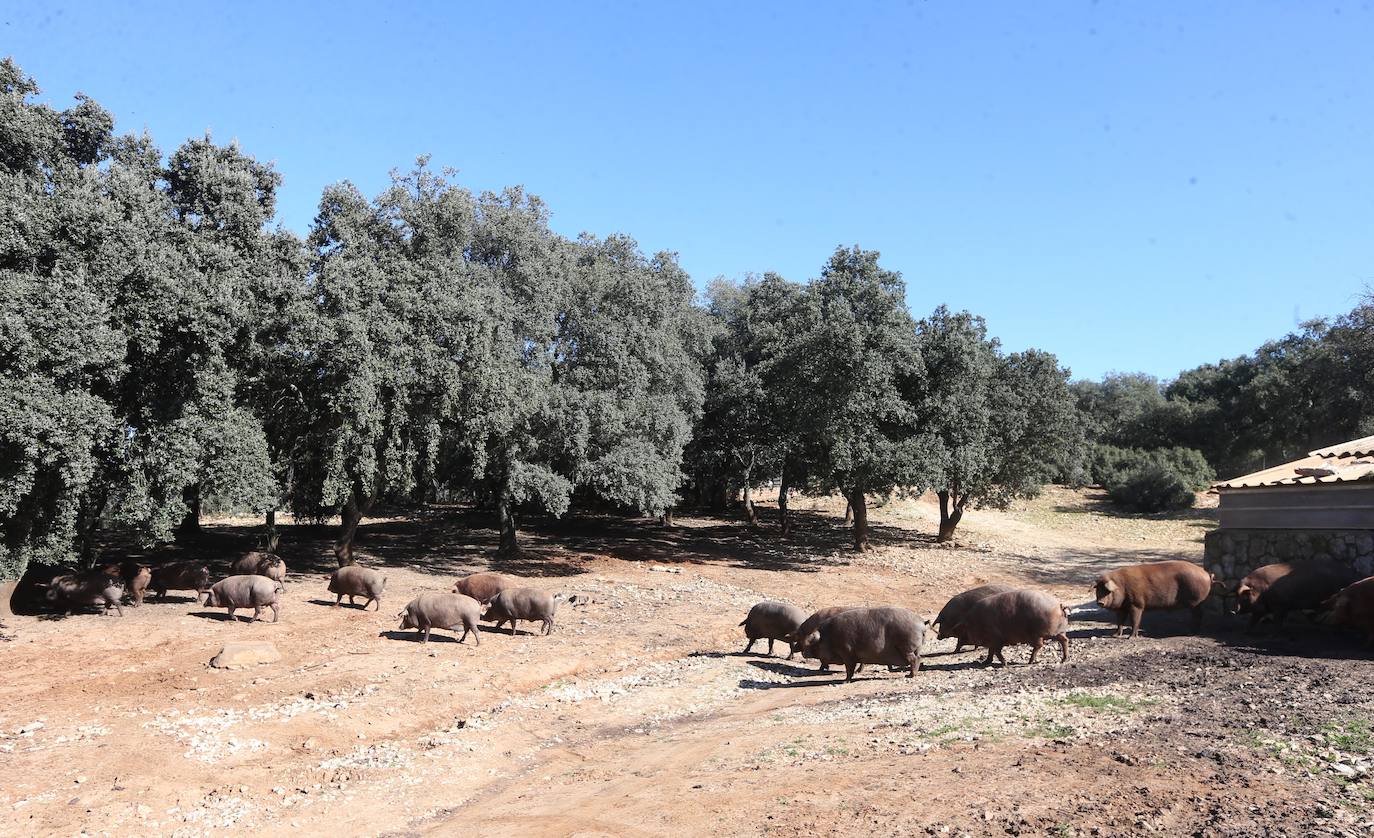 Recuperan y comercializan en Ronda una estirpe de cerdo que está oficialmente extinguido. 