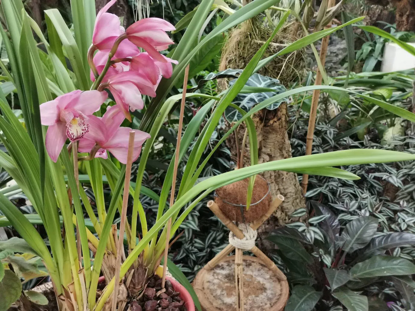 Florece en el Orquidario la conocida como 'orquídea de Darwin', que ayudó al científico inglés a avanzar en sus teorías sobre la evolución basadas en la selección natural