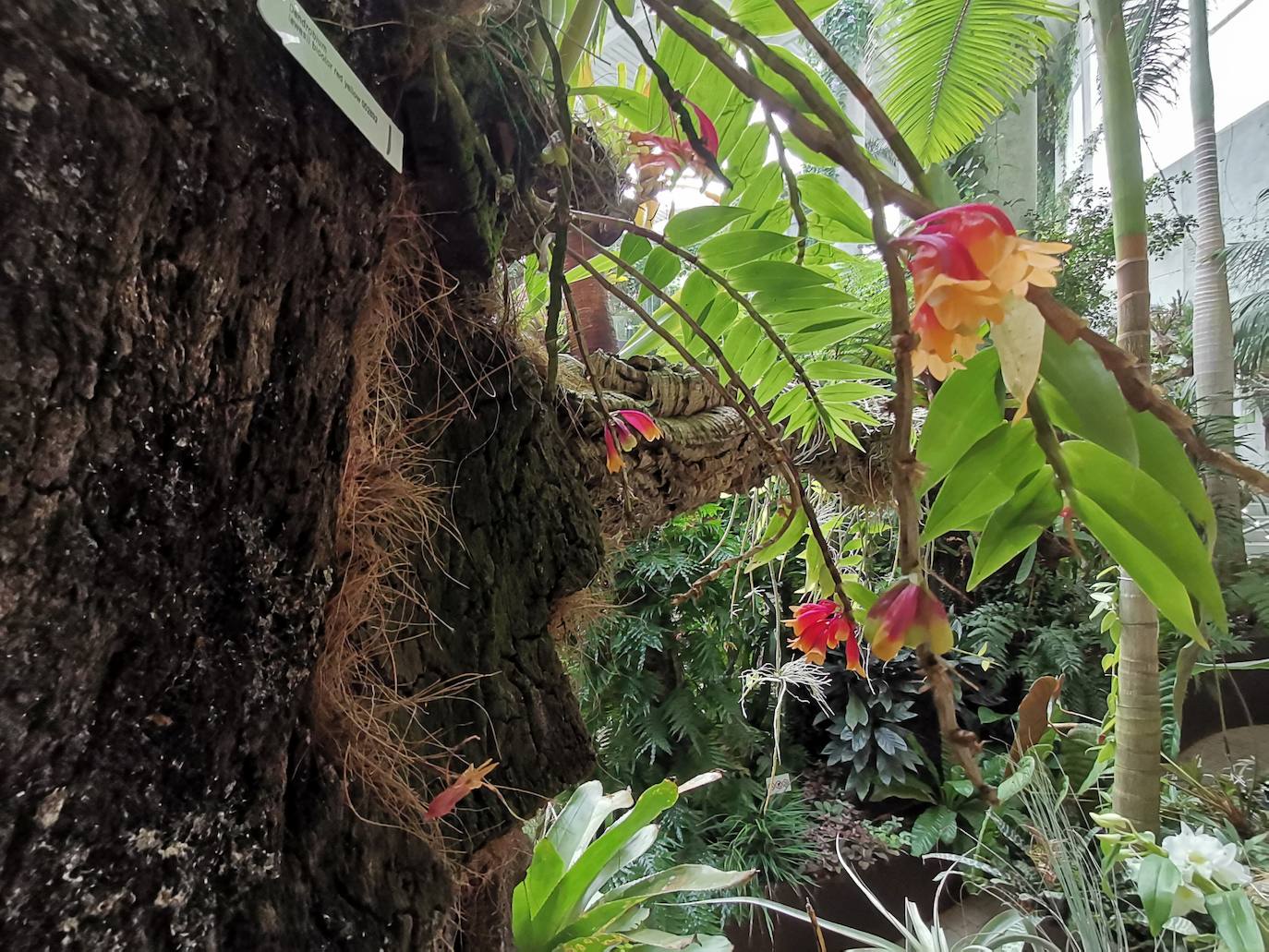 Florece en el Orquidario la conocida como 'orquídea de Darwin', que ayudó al científico inglés a avanzar en sus teorías sobre la evolución basadas en la selección natural