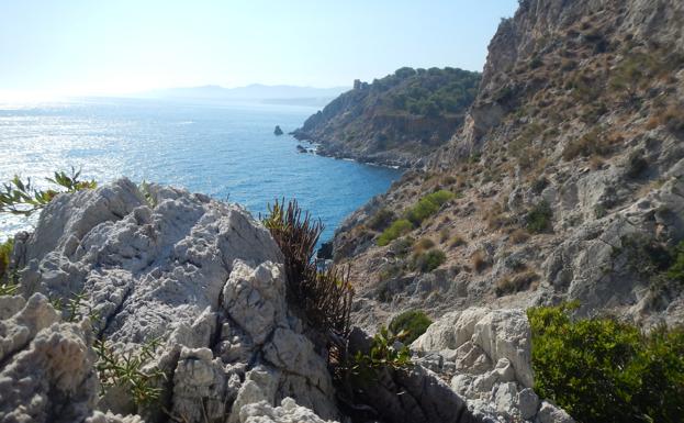 Imagen principal - La siempreviva malagueña, la planta que quiere resistir en la costa más abrupta