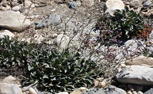 La siempreviva malagueña, la planta que quiere resistir en la costa más  abrupta | Diario Sur