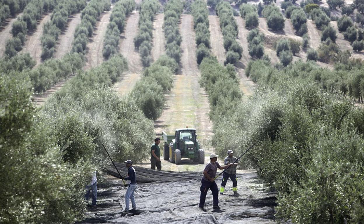 Una imagen de archivo en la que se ven trabajadores vareando olivos para recoger la aceituna. 