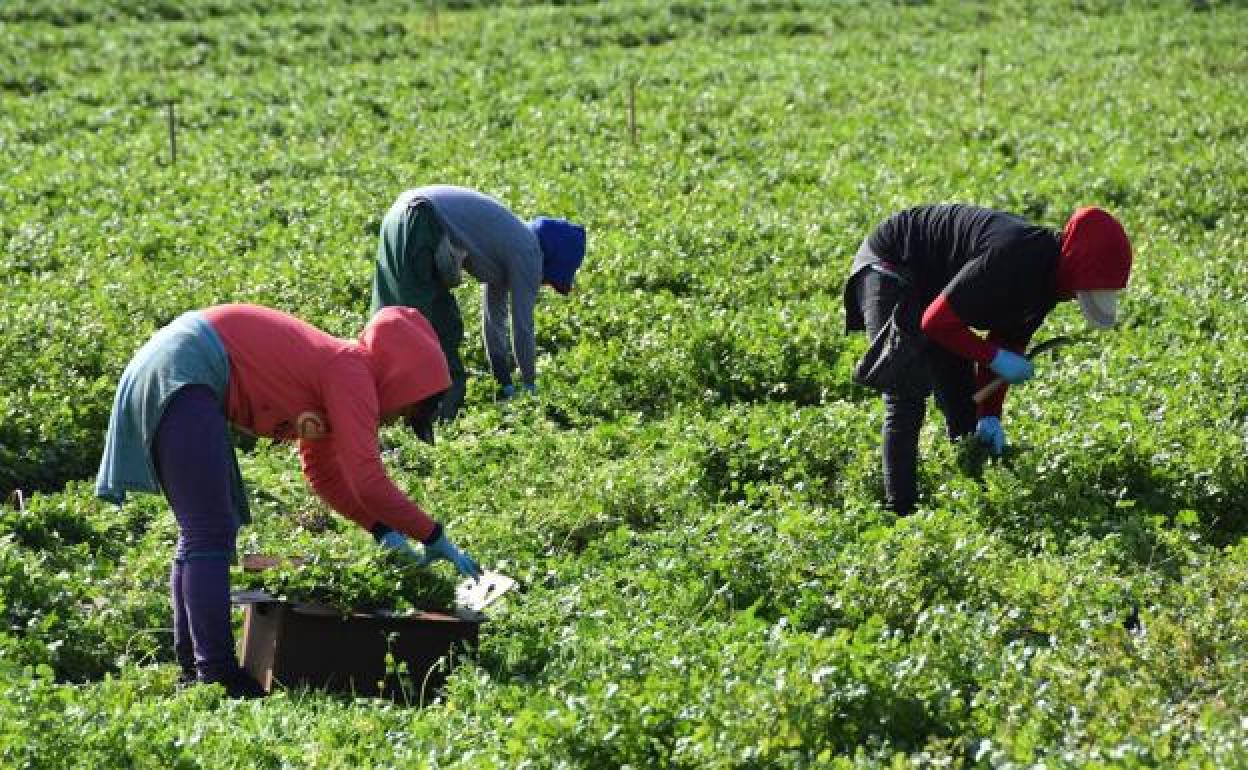 Andalucía crea una Oficina Virtual Agraria para la gestión electrónica de los servicios al mundo rural