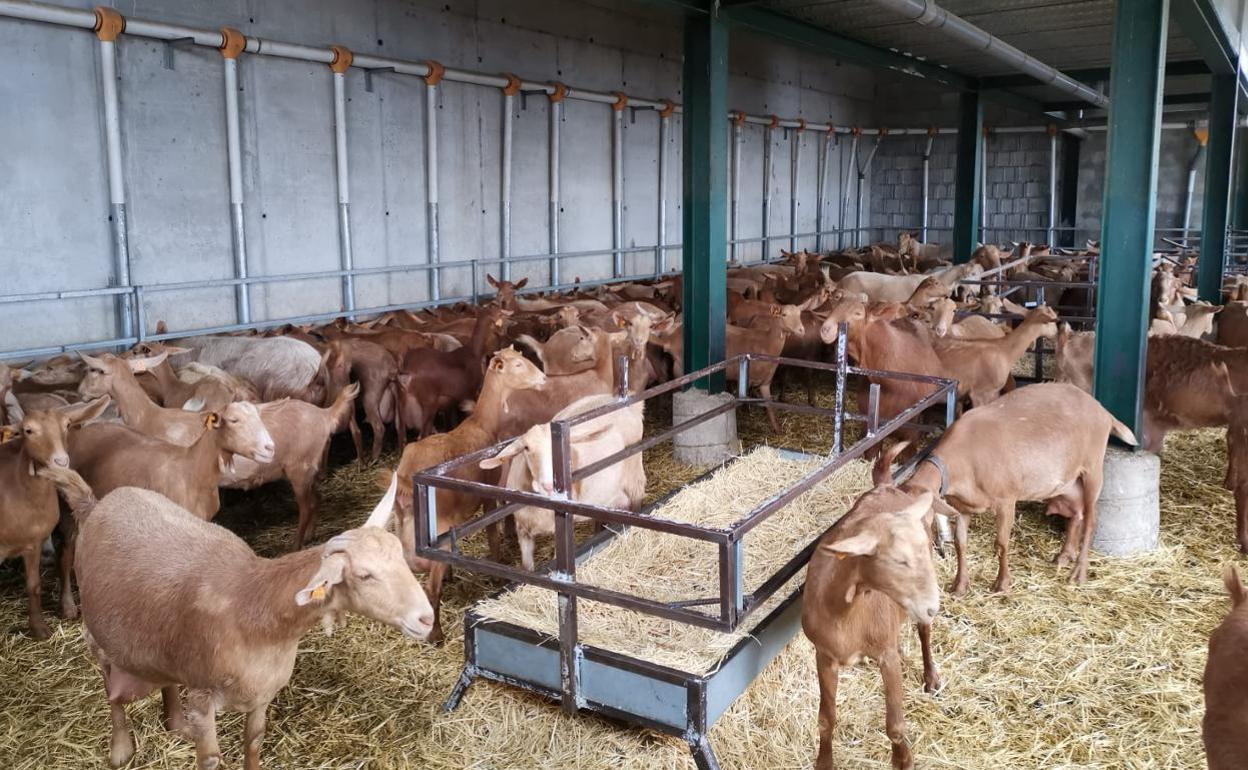 Imagen de una explotación de cabra malagueña. 