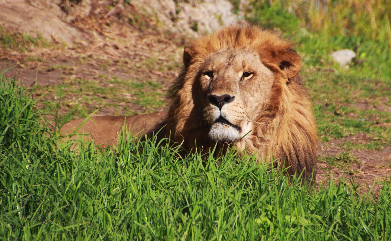 Los leones son unos de los principales atractivos del parque