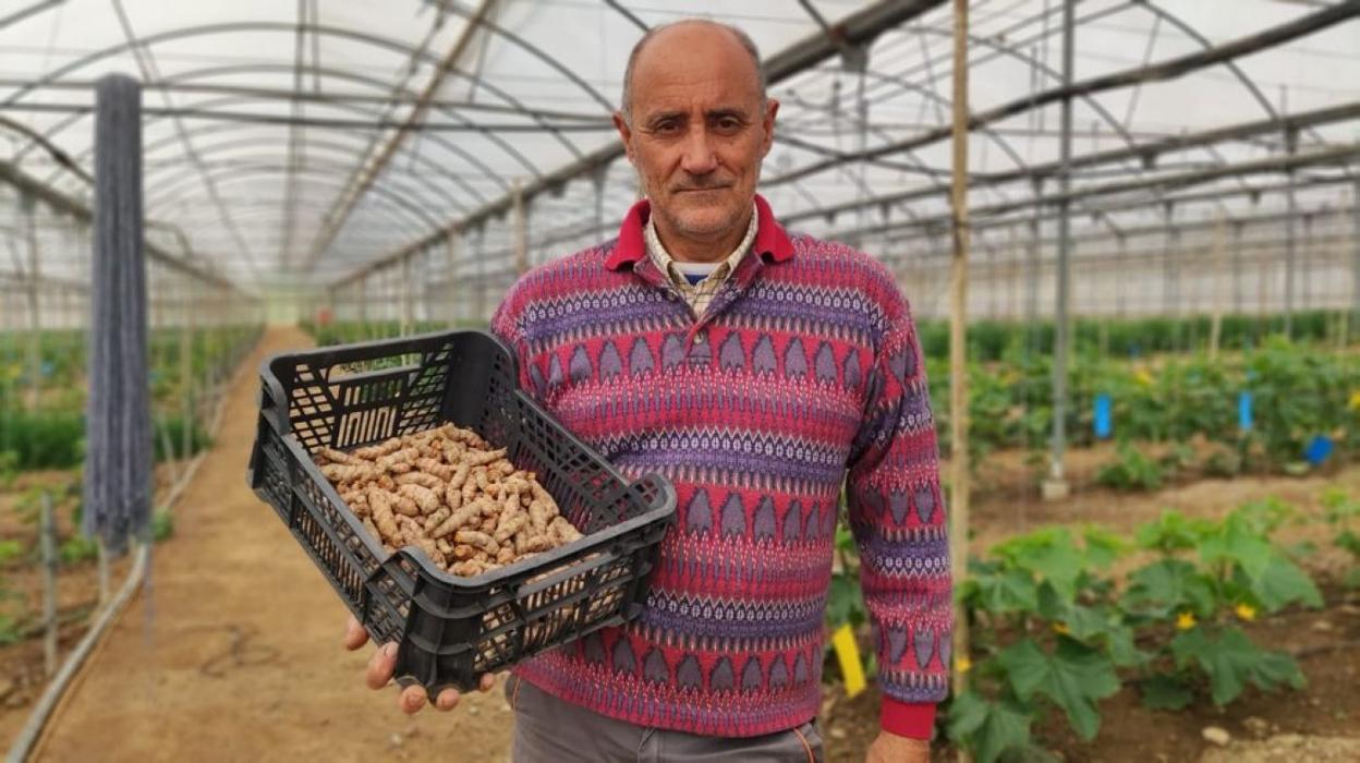 El torroxeño Álvaro Bazán, en su finca de Lagos, en el término de Vélez-Málaga, con una caja con rizomas de cúrcuma de su cosecha.