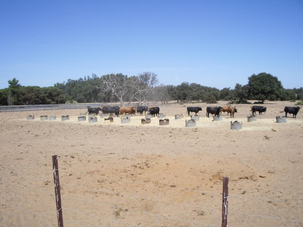 Toros de lidia en Sevilla. sur