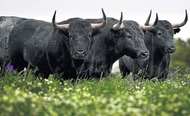 Toros de lidia descansan entre el brezo en la finca de 'Las Tiesas de Santa María'.