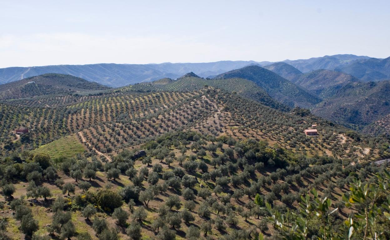 El paisaje del olivar en Andalucía, candidato a Patrimonio Mundial de la Unesco