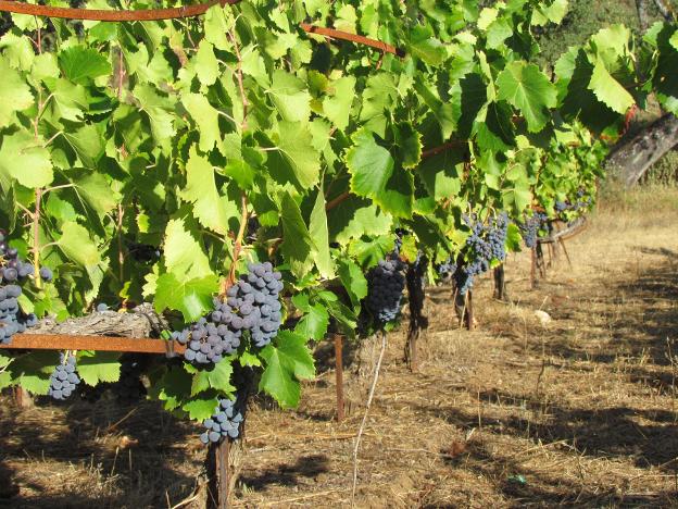 Federico Schatz, una bodega pionera en vinos biodinámicos