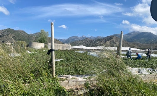 Jornaleros, ayer en una parcela sembrada de boniatos en la vega de Maro. 