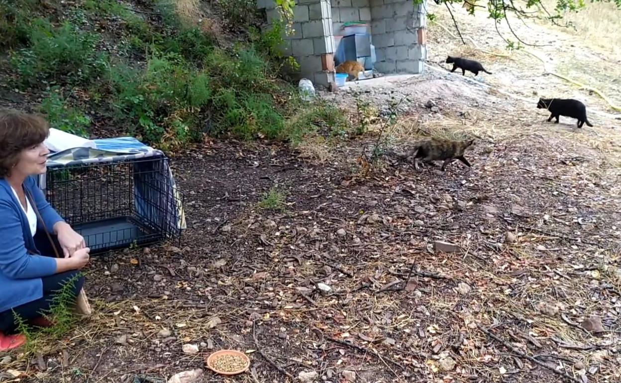 María Gil, con los gatos, en su finca de Almogía, donde construyó unas instalaciones para atenderlos. 