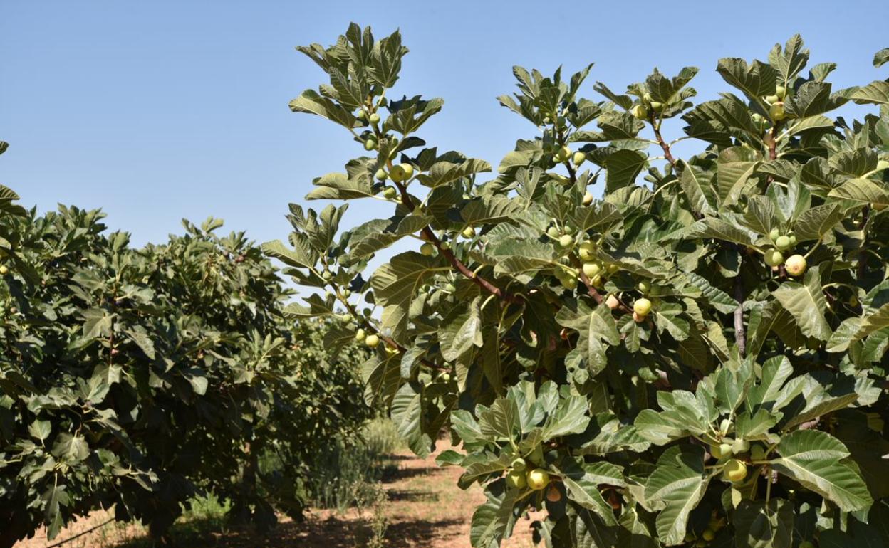 Higueras, con el fruto ya formado. 