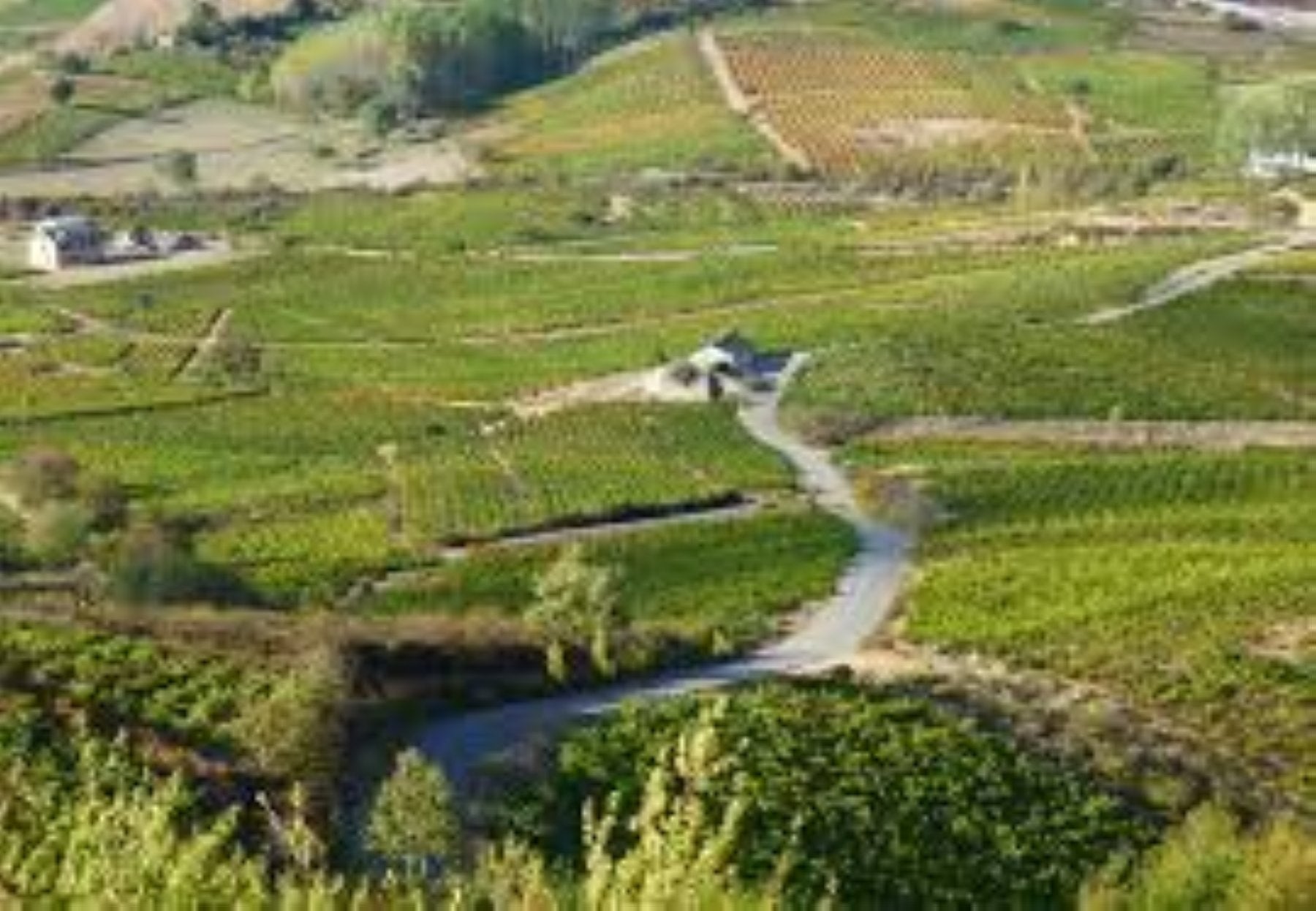 La esencia del viñedo viejo en Luzdivina