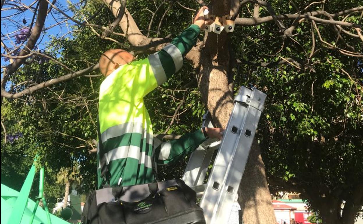 Operarios, en una de las zonas verdes en las que se ha actuado. 