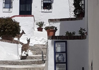 Imagen secundaria 1 - Cabras monteses, arriba en Comares; y abajo, dos imágenes de Frigiliana, en los últimos días. 