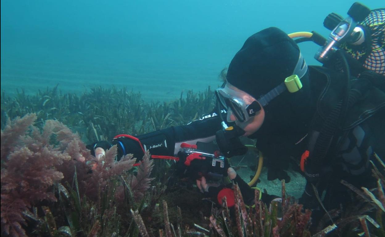 Las macroalgas marinas han llevado a María Altamirano Jeschke a lugares del mundo como Brasil, Japón e incluso la Antártida. 
