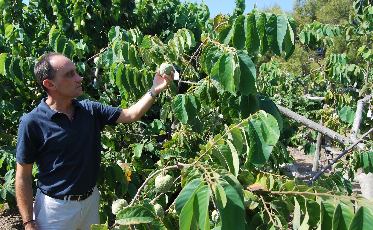 El director de La Mayora, Enrique Moriones, en una de las plantaciones de chirimoya. 