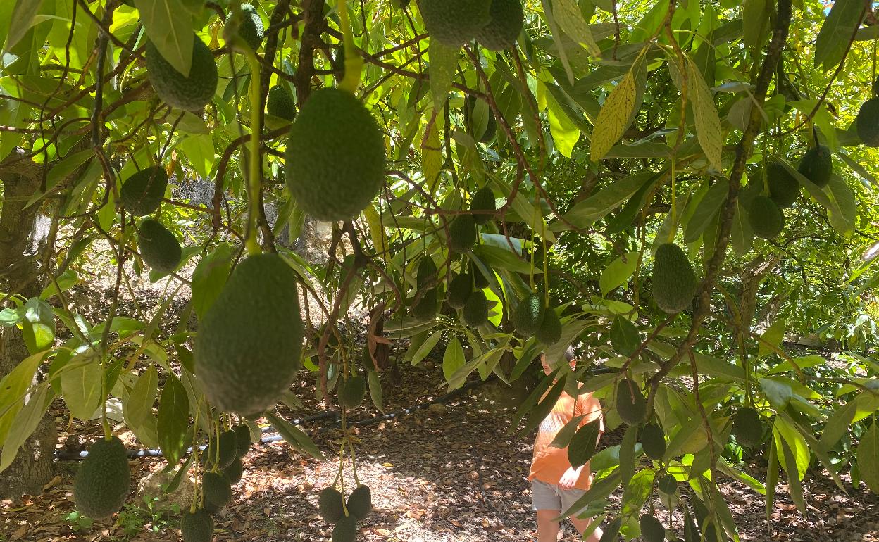 Imagen de una finca de aguacates en la Axarquía. 