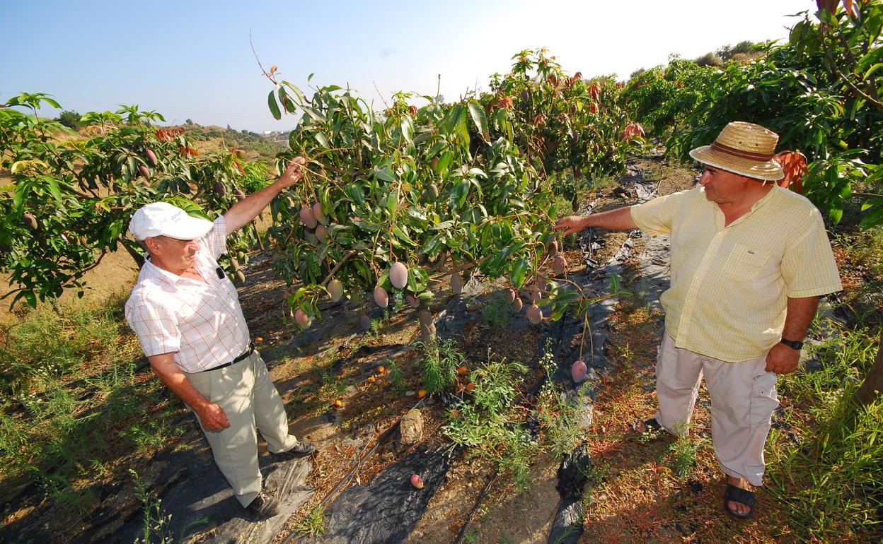 Una finca de mangos en la Axarquía. 