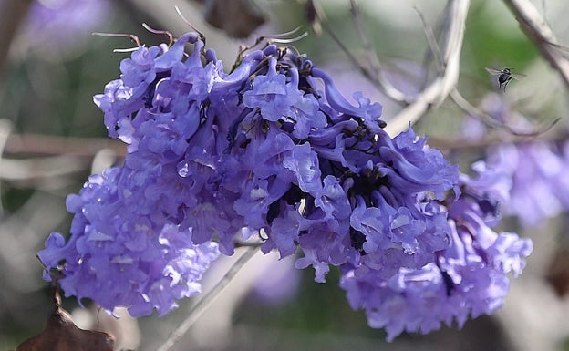 Imagen principal - Jacarandas, tan beneficiosas y bellas como sucias