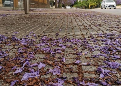 Imagen secundaria 1 - Jacarandas, tan beneficiosas y bellas como sucias