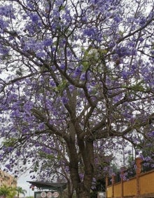 Imagen secundaria 2 - Jacarandas, tan beneficiosas y bellas como sucias