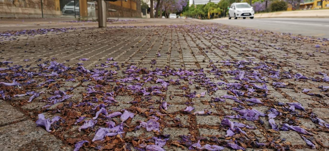 El manto morado de las jacarandas en Málaga. 