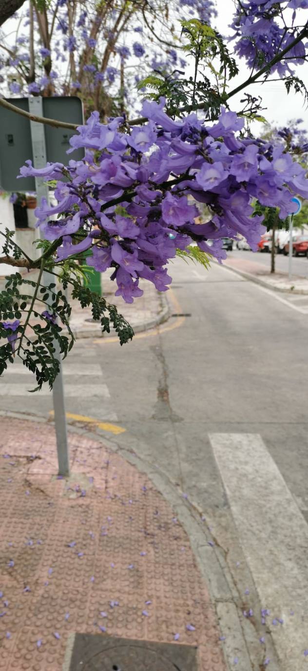 El manto morado de las jacarandas en Málaga. 