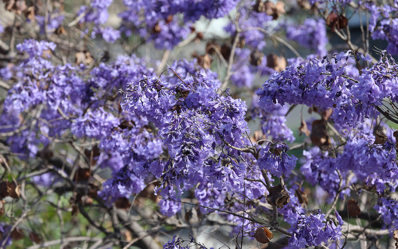 El manto morado de las jacarandas en Málaga. 
