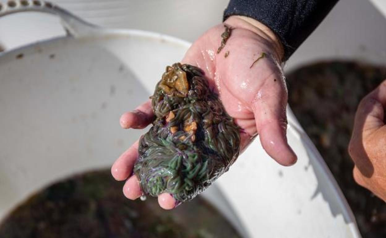 Ortiguillas de mar pescadas en Málaga. 