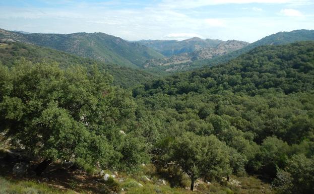 Parque natural de los Alcornocales, dentro de Cortes de la Frontera.