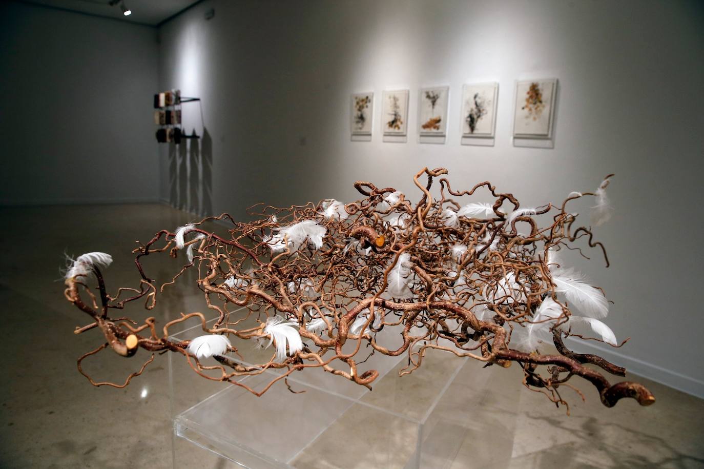 La exposición se titula 'Pax Natura' 