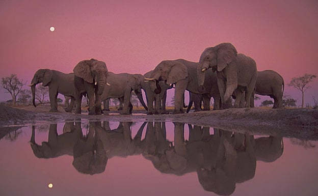 Manada de elefantes en Botsuana.